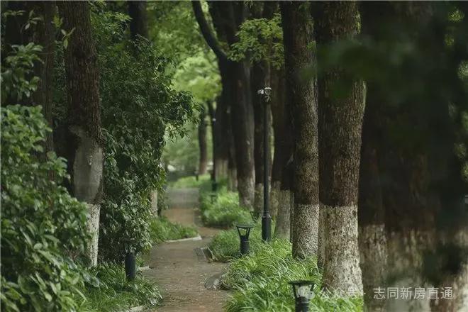 中鹰黑森林首页网站丨中鹰黑森林彩神vll2025年最新价格｜户型配套(图1)