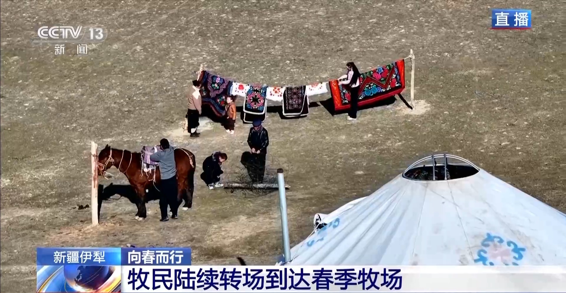 彩神vll羊咩咩穿上了高科技“新衣”！来看新疆伊犁河谷牲畜春季转场(图3)